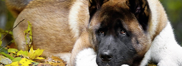 Американская акита